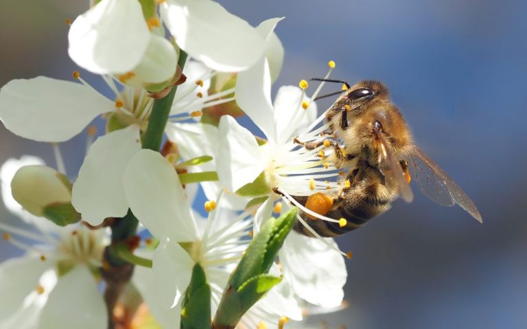 Biodiverzitás